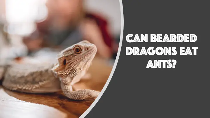 Can Bearded Dragons Eat Ants