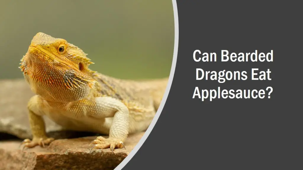 Can Bearded Dragons Eat Applesauce? (See What Happens)