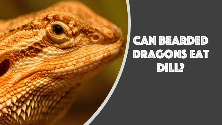 Can Bearded Dragons Eat Dill