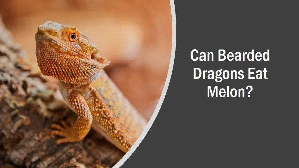 Can Bearded Dragons Eat Melon? (See What Happens)