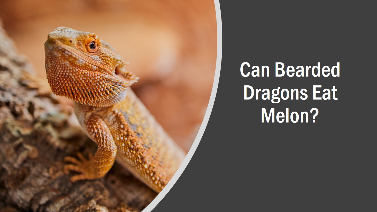 Can Bearded Dragons Eat Melon