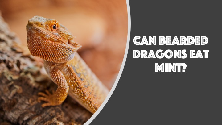 Can Bearded Dragons Eat Mint
