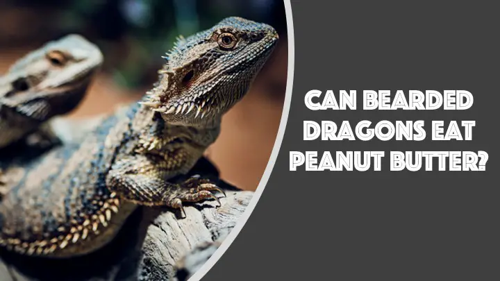 Can Bearded Dragons Have Peanut Butter? 2