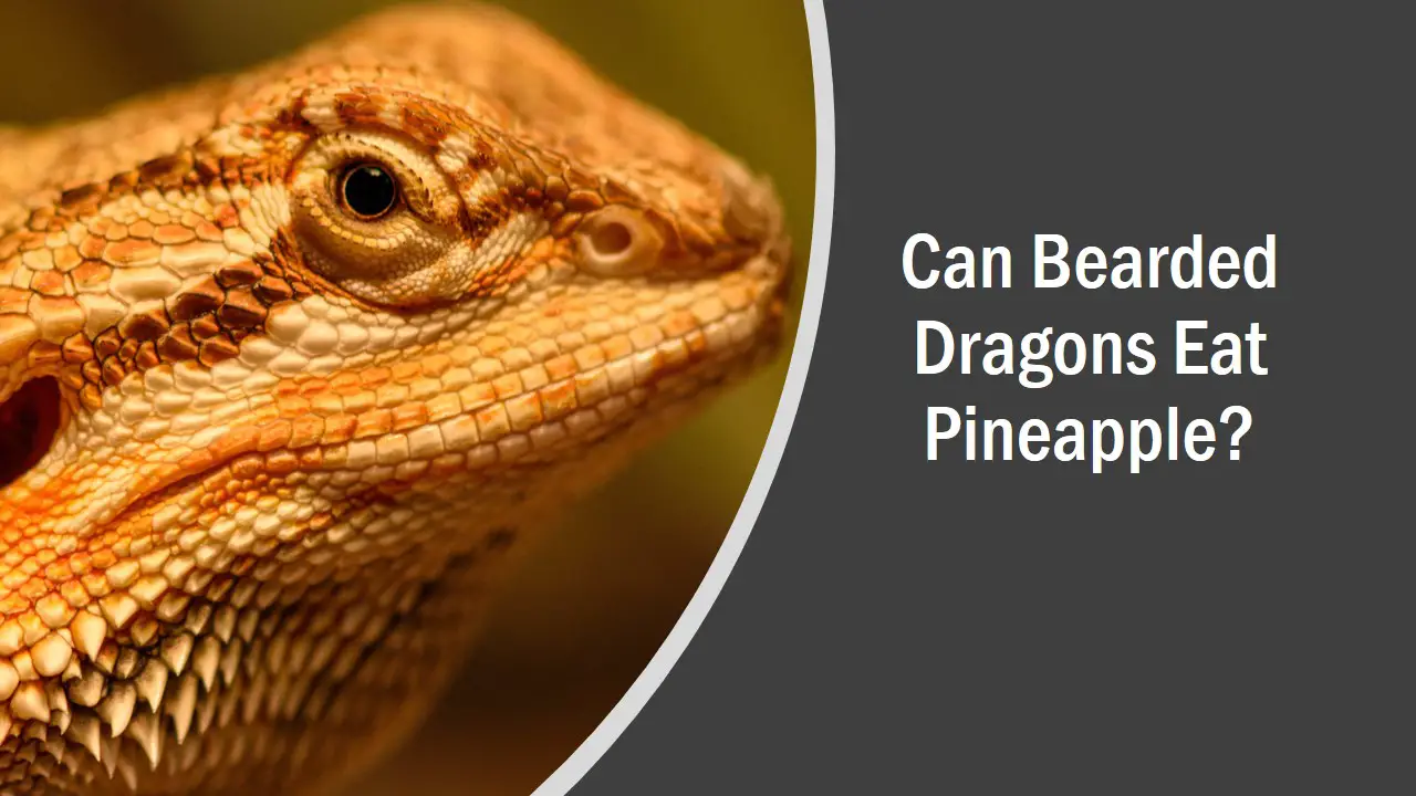 Can Bearded Dragons Eat Pineapple