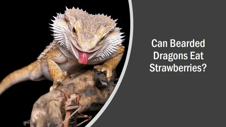 Can Bearded Dragons Eat Strawberries? (See What Happens)