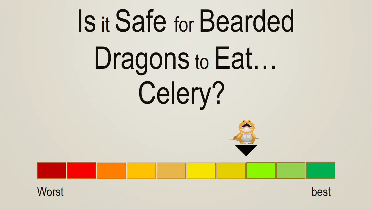 Is it Safe for Bearded Dragons to Eat Celery