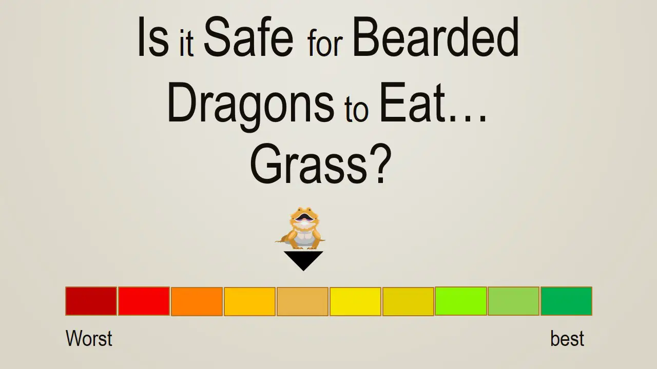Is it Safe for Bearded Dragons to Eat Grass