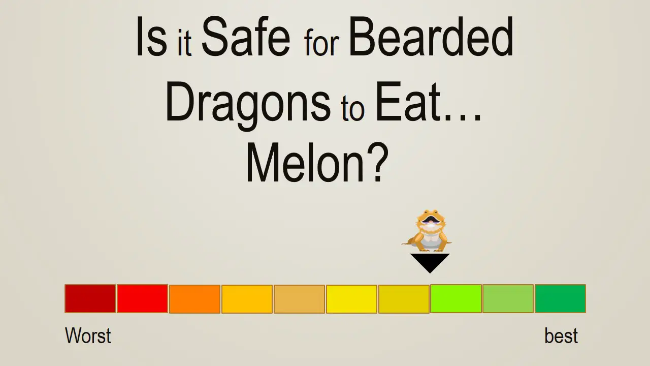 Is it Safe for Bearded Dragons to Eat Melon