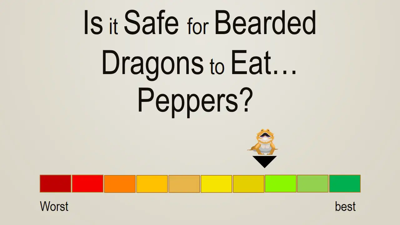 Is it Safe for Bearded Dragons to Eat Peppers