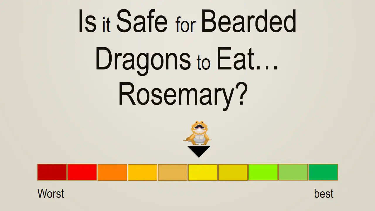 Is it Safe for Bearded Dragons to Eat Rosemary