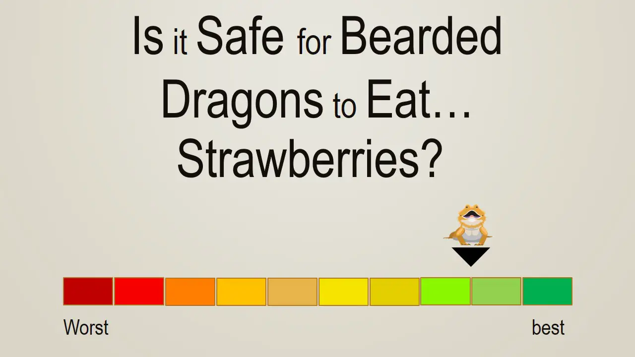 Is it Safe for Bearded Dragons to Eat Strawberries