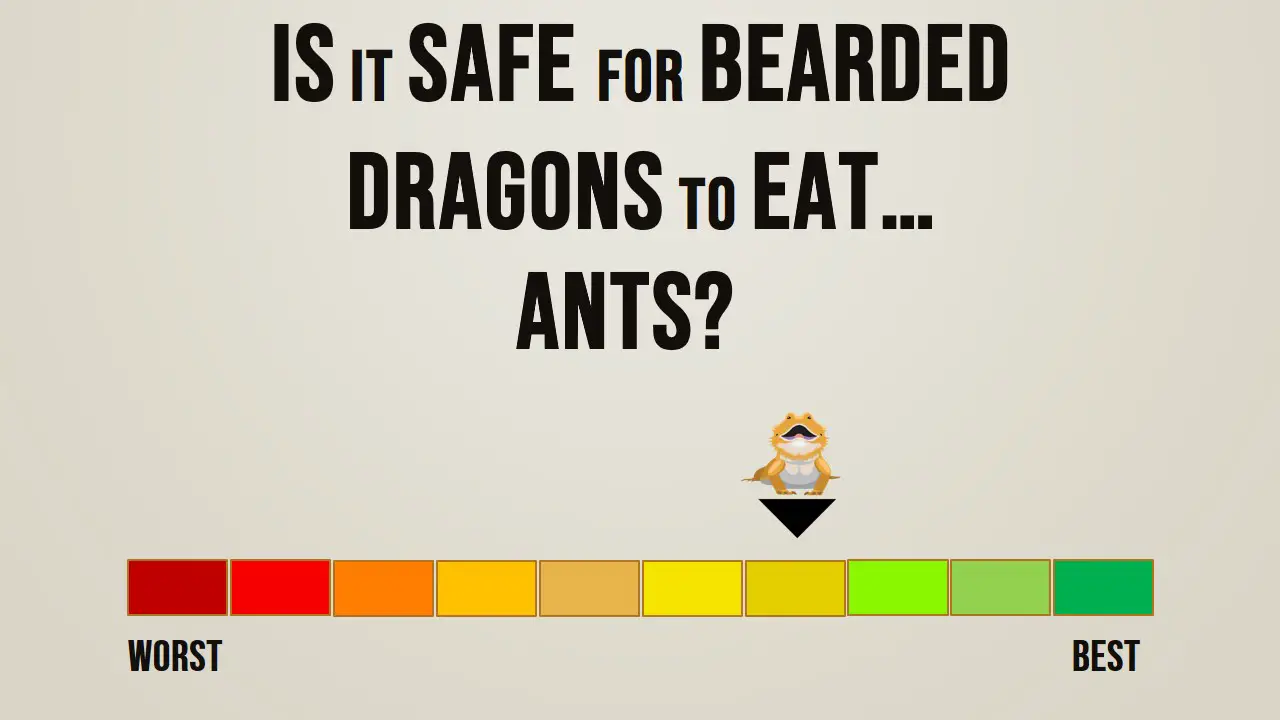 Is it safe for bearded dragons to eat ants
