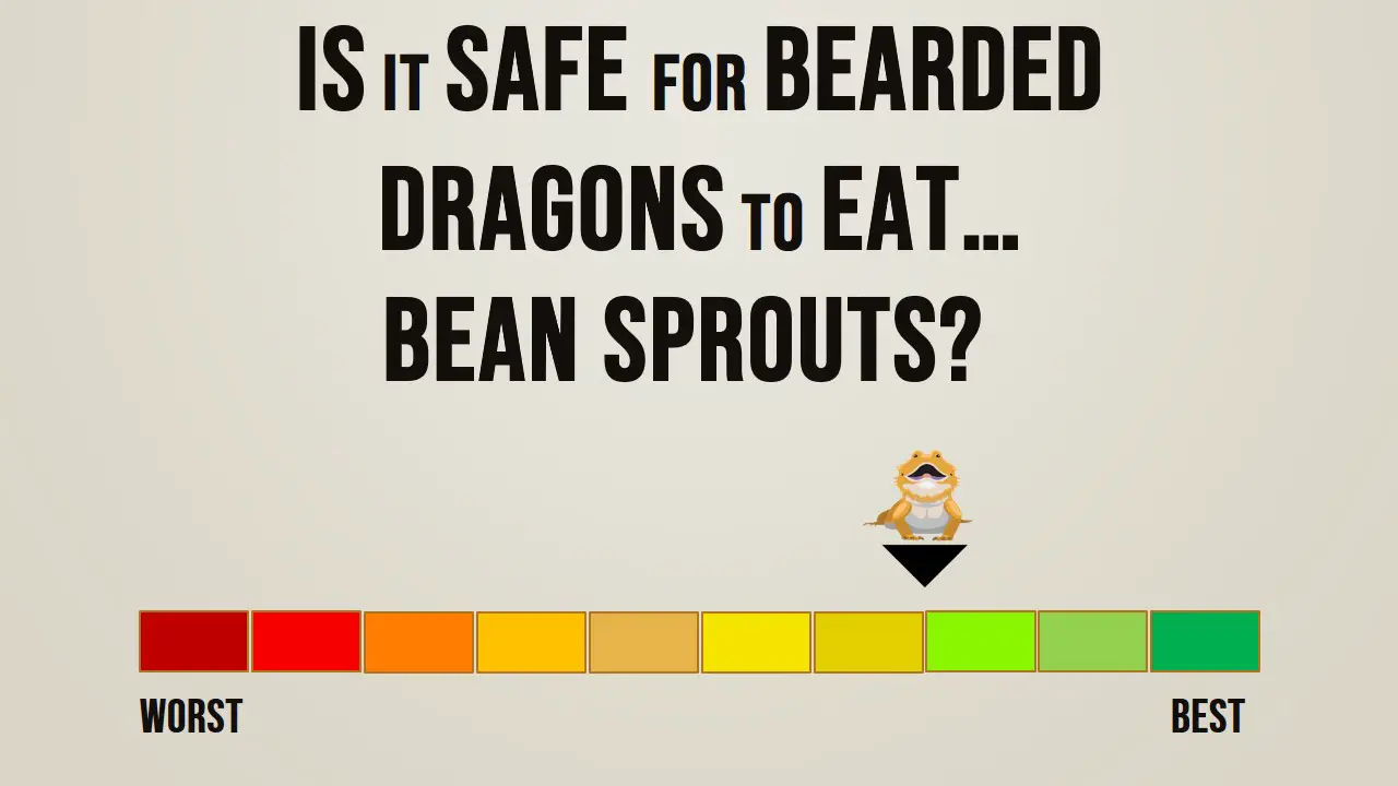 Is it safe for bearded dragons to eat bean sprouts