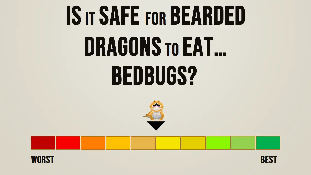 Is it safe for bearded dragons to eat bedbugs