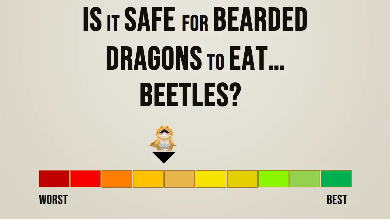 Is it safe for bearded dragons to eat beetles
