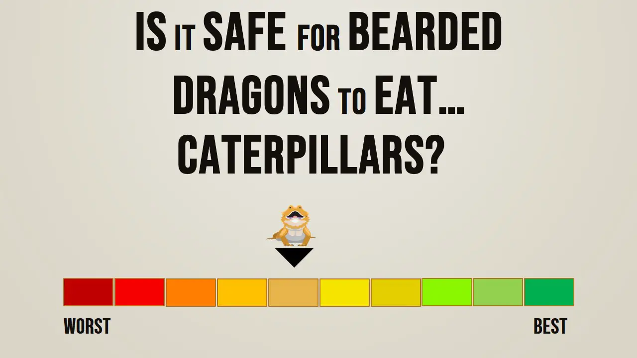 Is it safe for bearded dragons to eat caterpillars