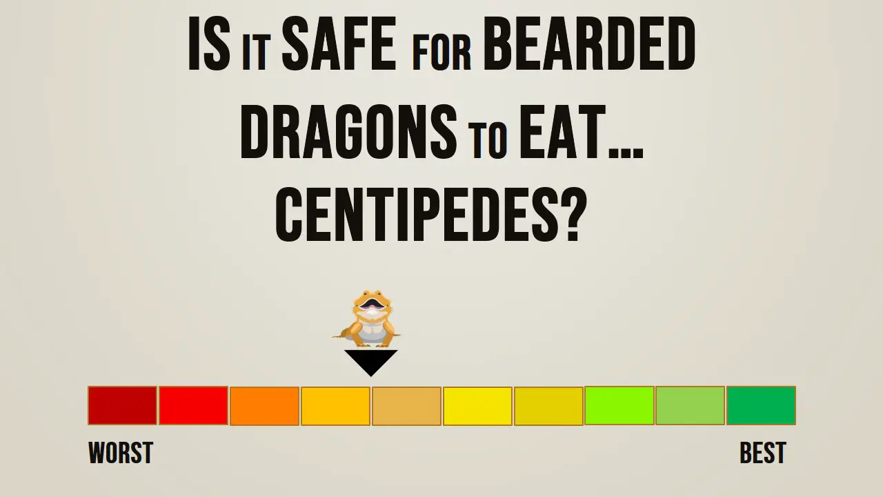 Is it safe for bearded dragons to eat centipedes