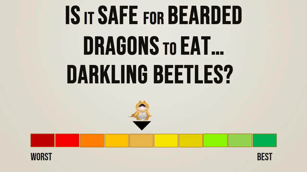 Is it safe for bearded dragons to eat darkling beetles