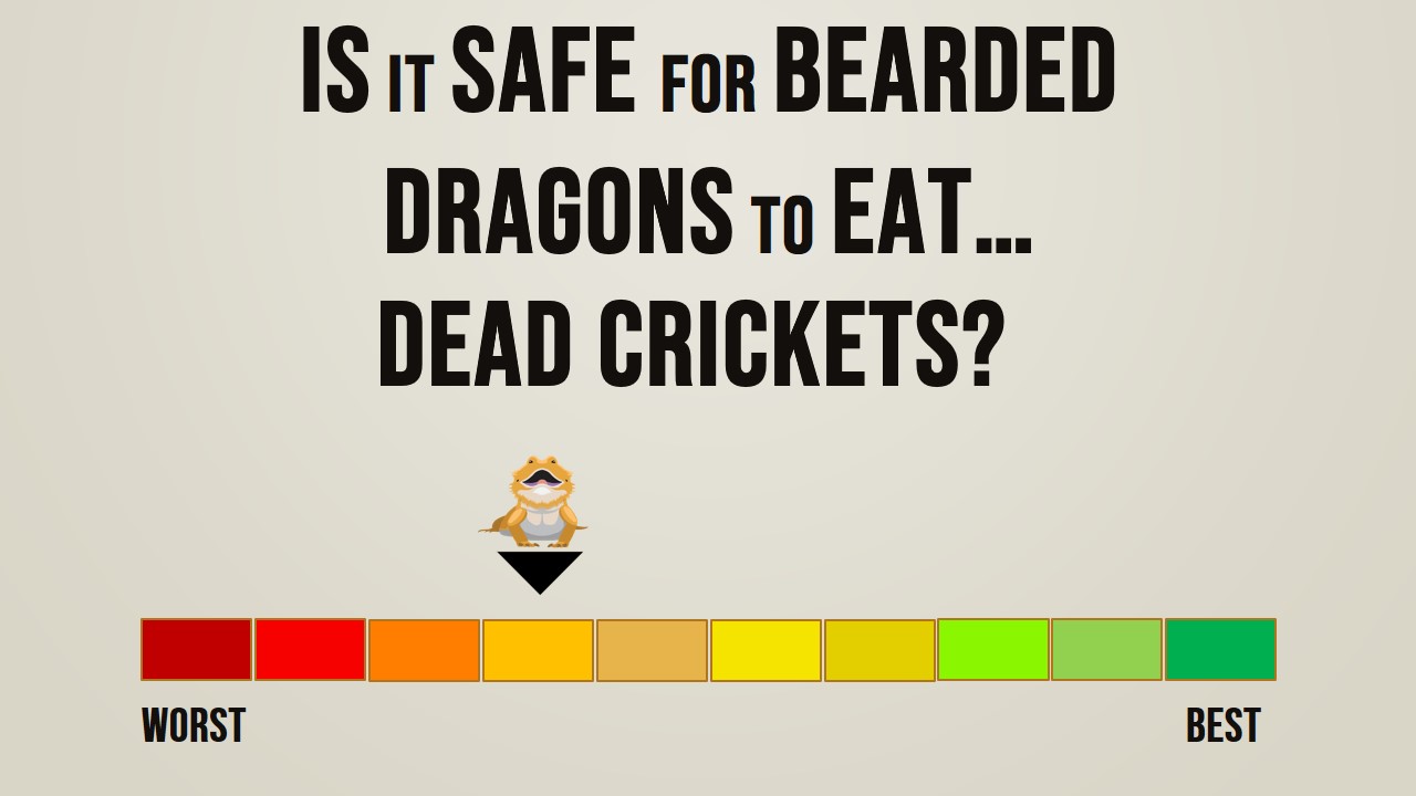 Is it safe for bearded dragons to eat dead crickets