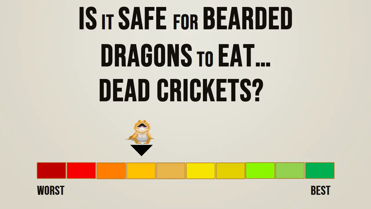 Can Bearded Dragons Eat Dead Crickets? (See What Happens)