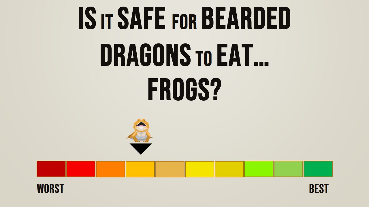 Is it safe for bearded dragons to eat frogs