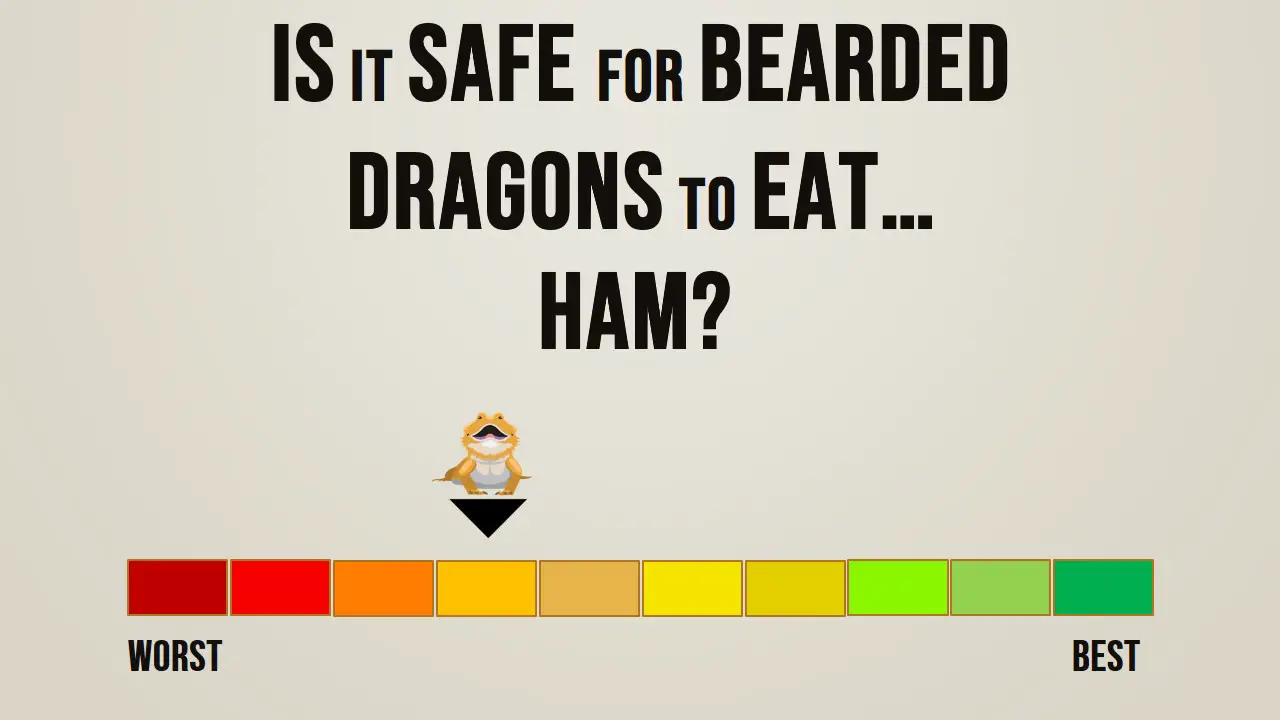 Is it safe for bearded dragons to eat ham