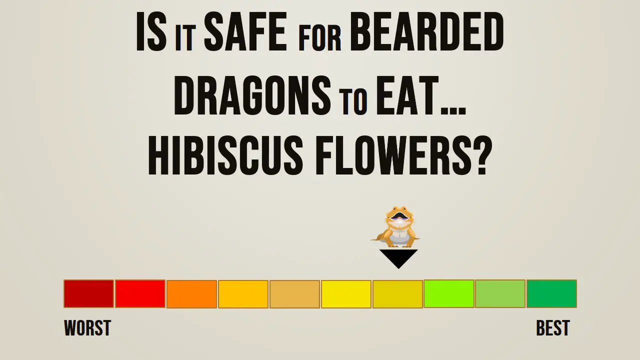 Is it safe for bearded dragons to eat hibiscus flowers
