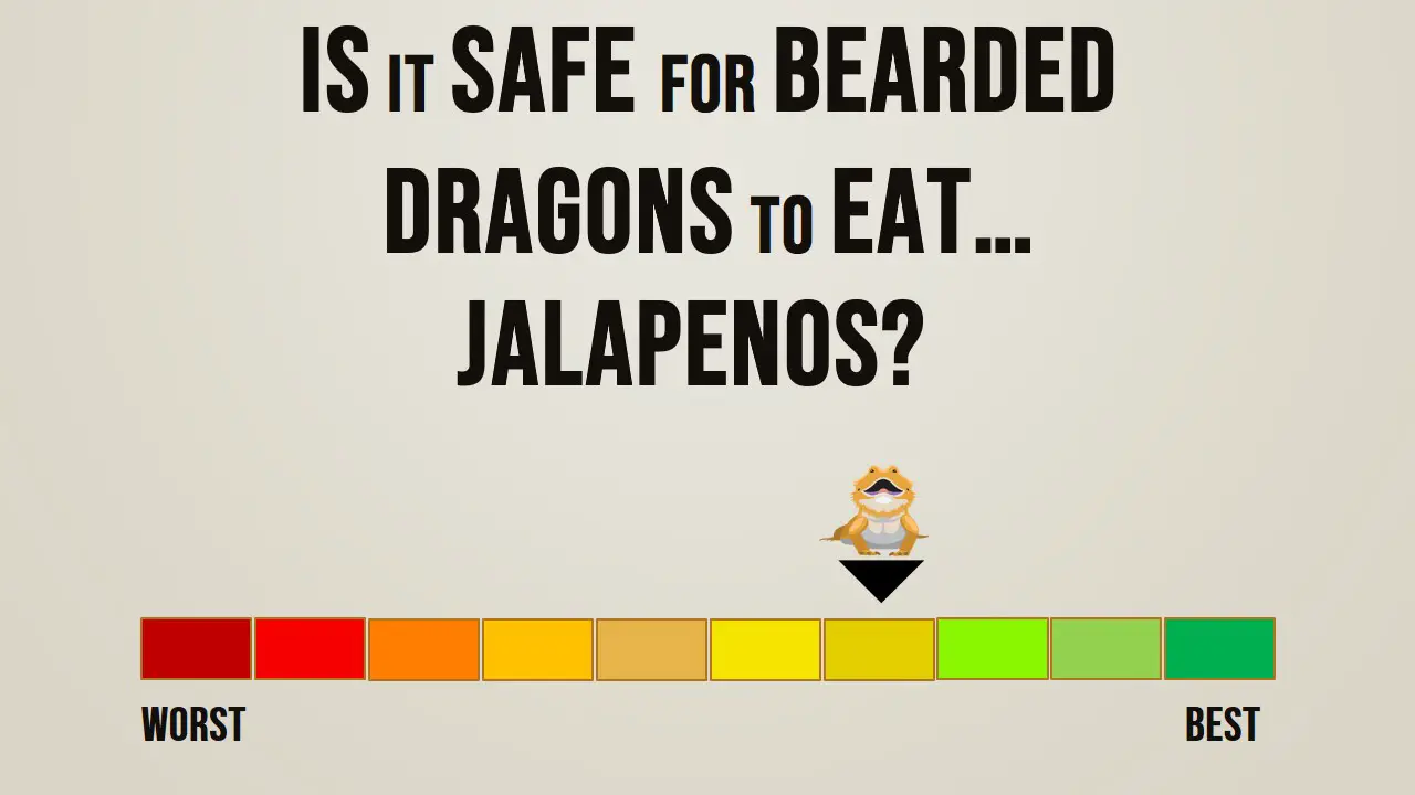Is it safe for bearded dragons to eat jalapenos
