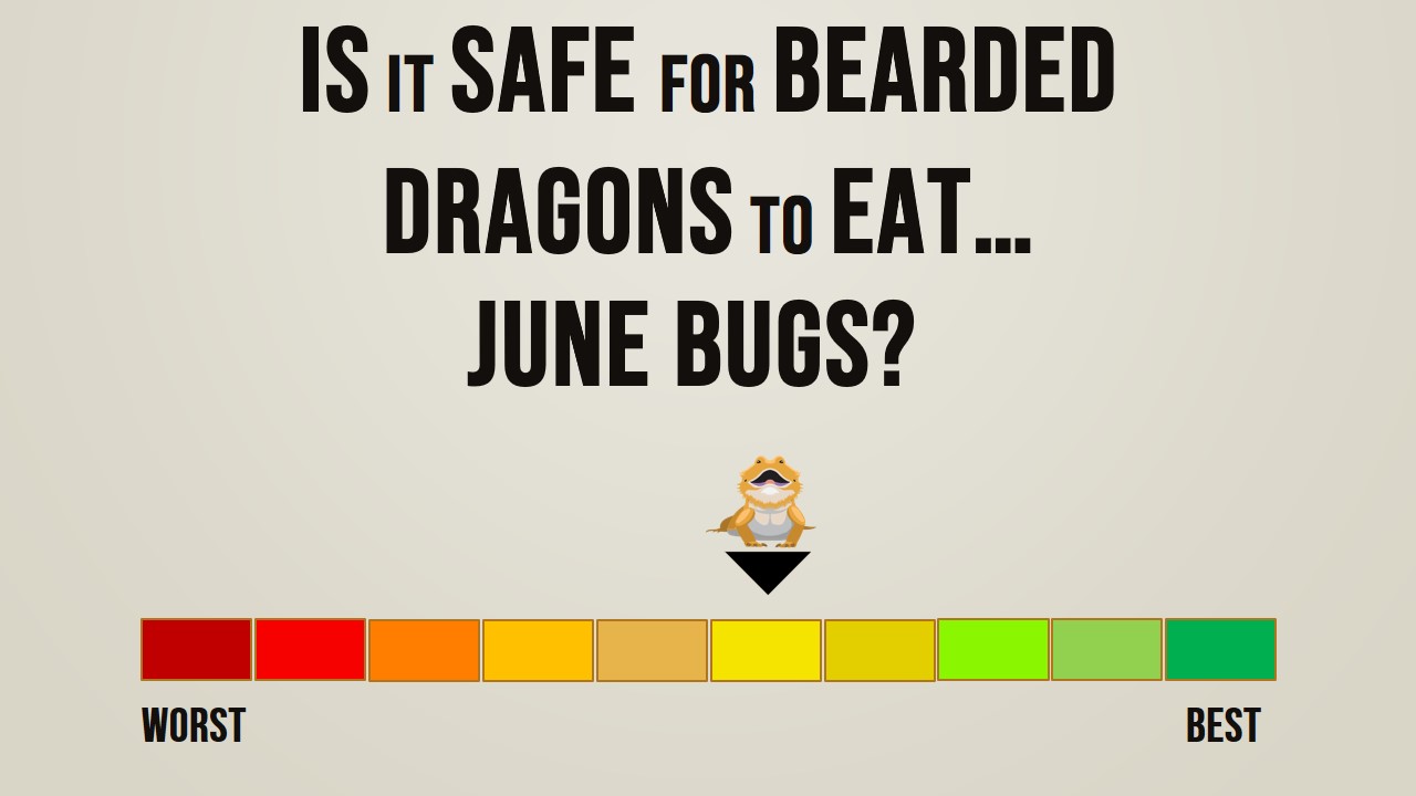 Is it safe for bearded dragons to eat june bugs