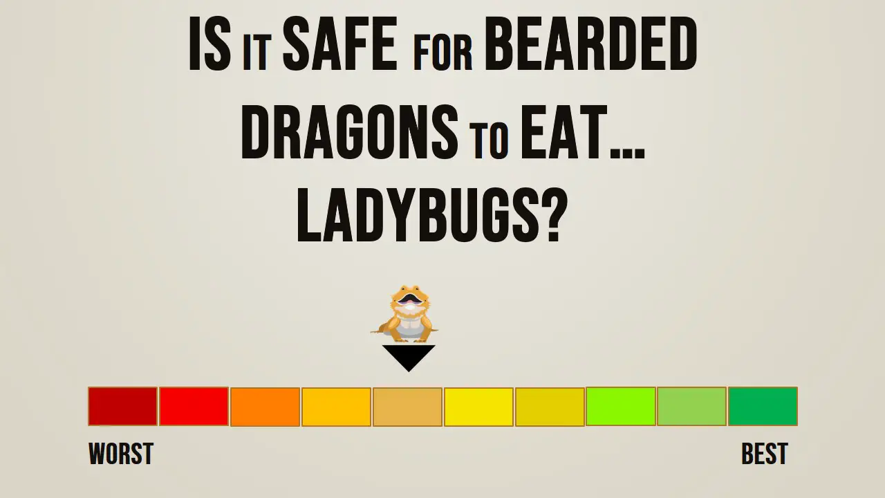 Is it safe for bearded dragons to eat ladybugs