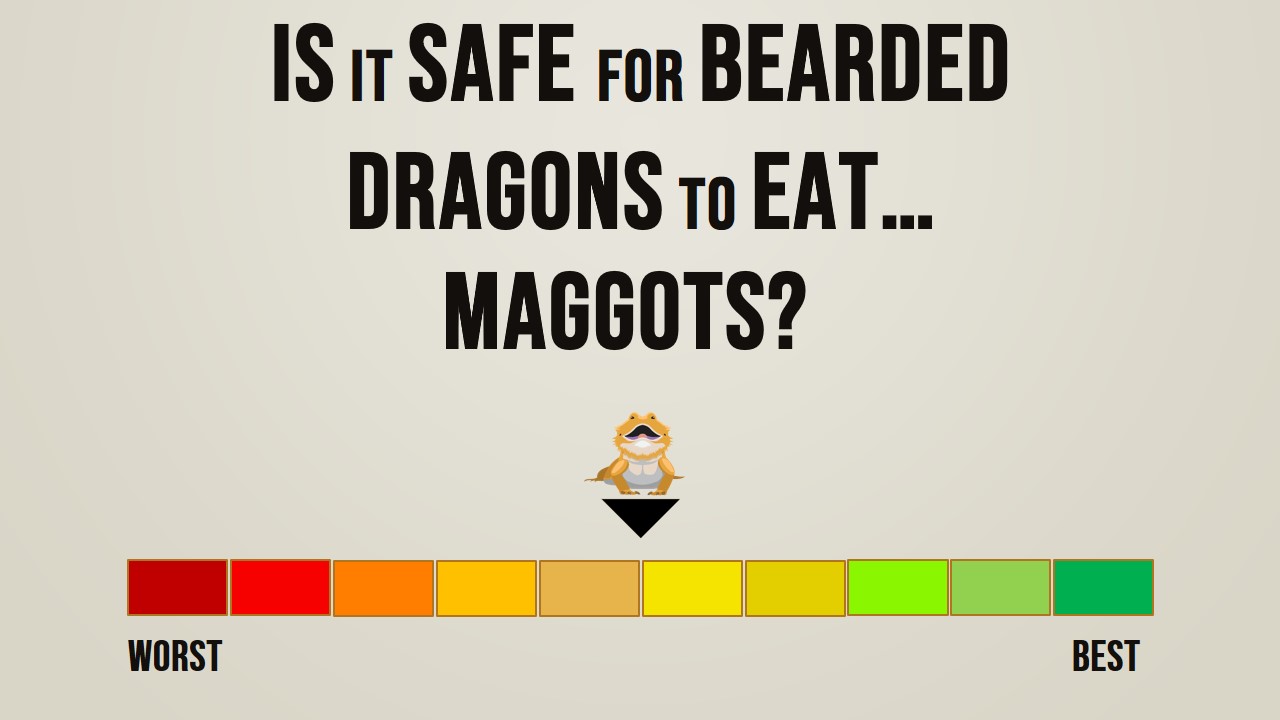 Is it safe for bearded dragons to eat maggots