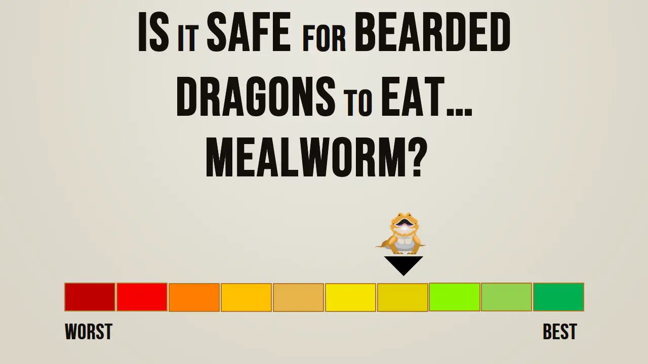 Is it safe for bearded dragons to eat mealworm