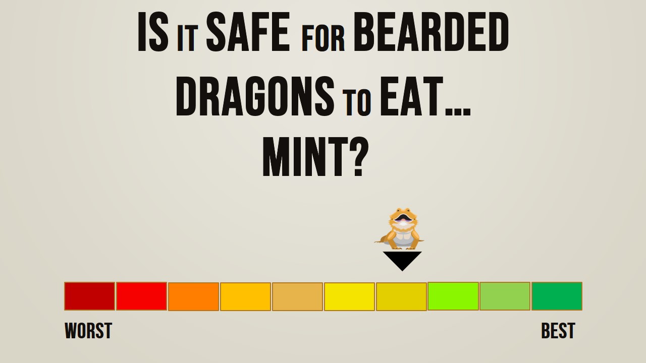 Is it safe for bearded dragons to eat mint