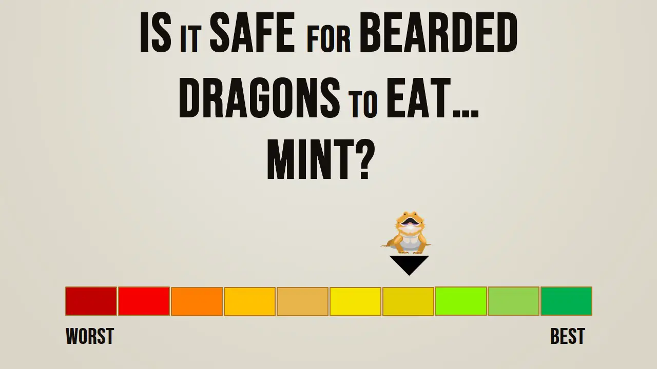 Is it safe for bearded dragons to eat mint