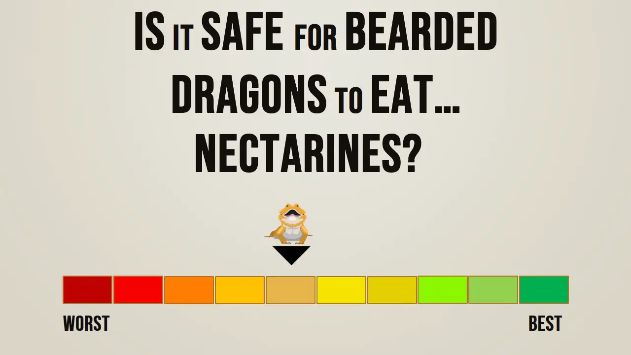 Is it safe for bearded dragons to eat nectarines