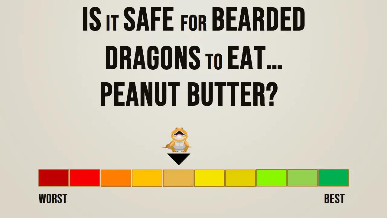 Is it safe for bearded dragons to eat peanut butter