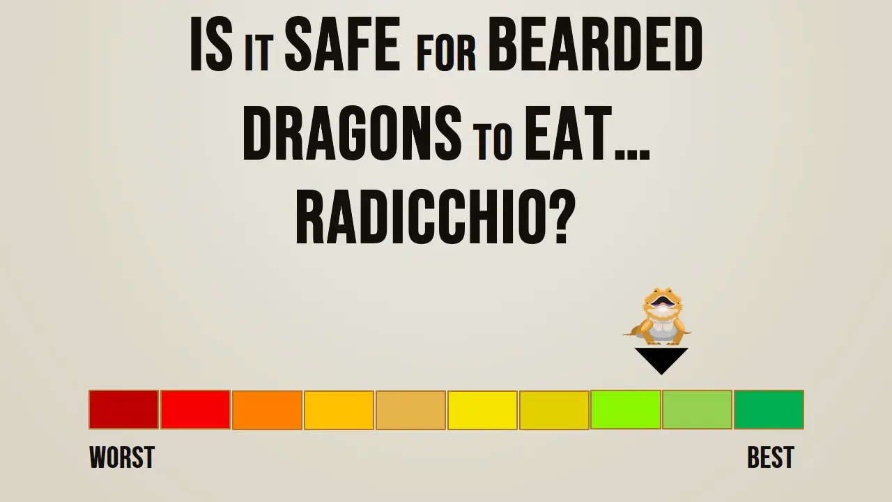 Is it safe for bearded dragons to eat radicchio