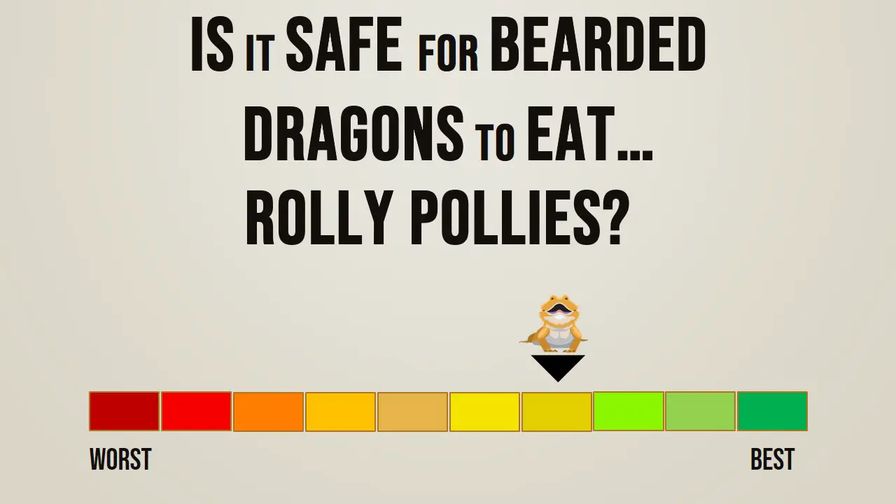 Is it safe for bearded dragons to eat rolly pollies