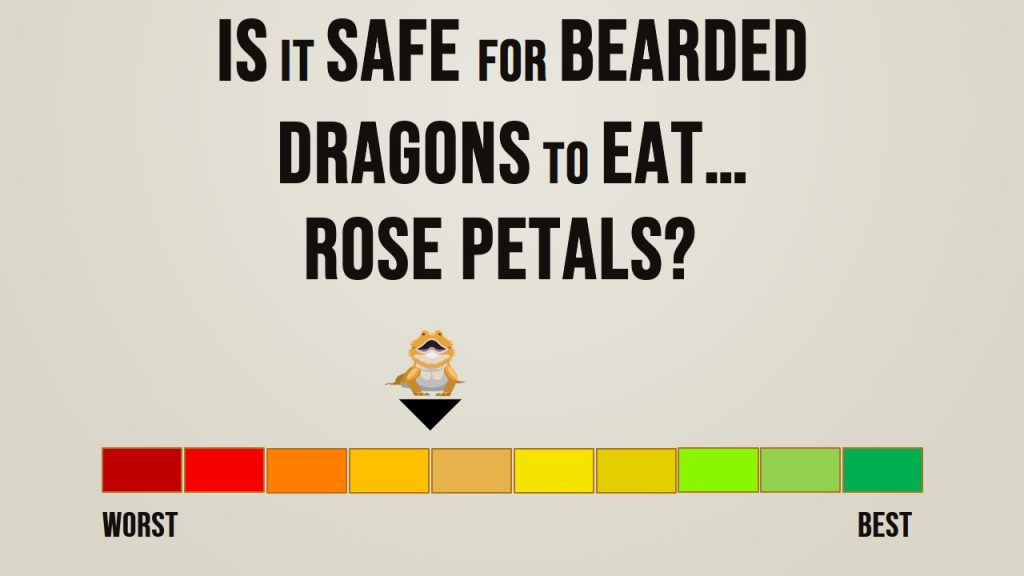 Can Bearded Dragons Eat Rose Petals? (See What Happens)