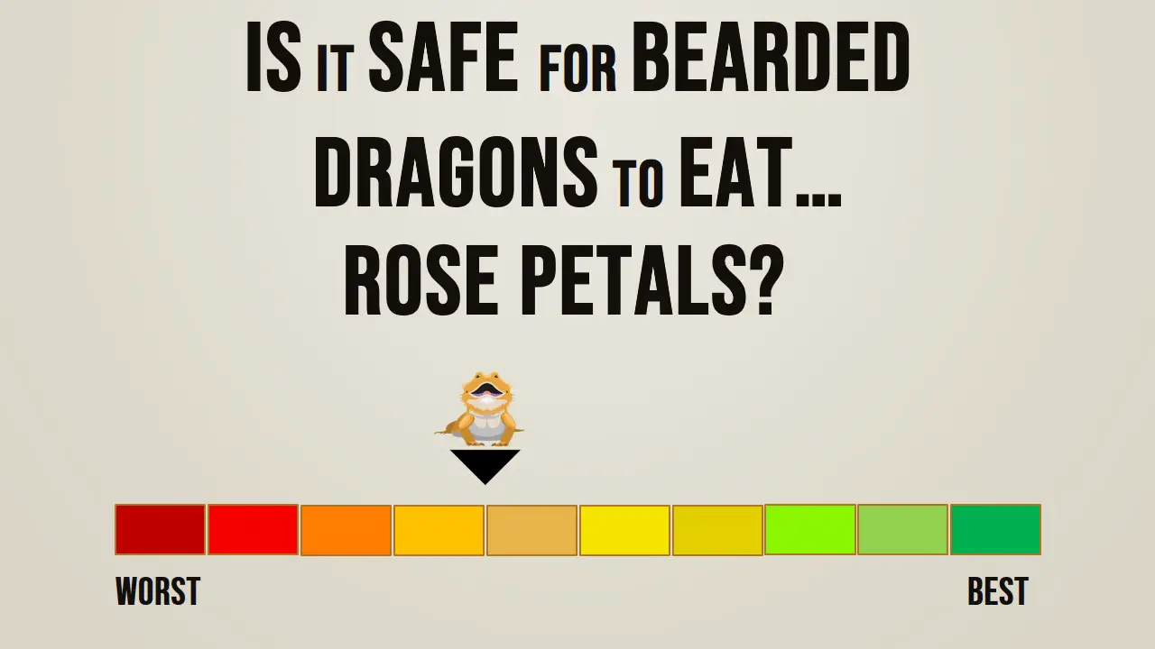 Is it safe for bearded dragons to eat rose petals