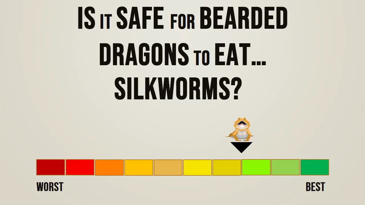 Is it safe for bearded dragons to eat silkworms