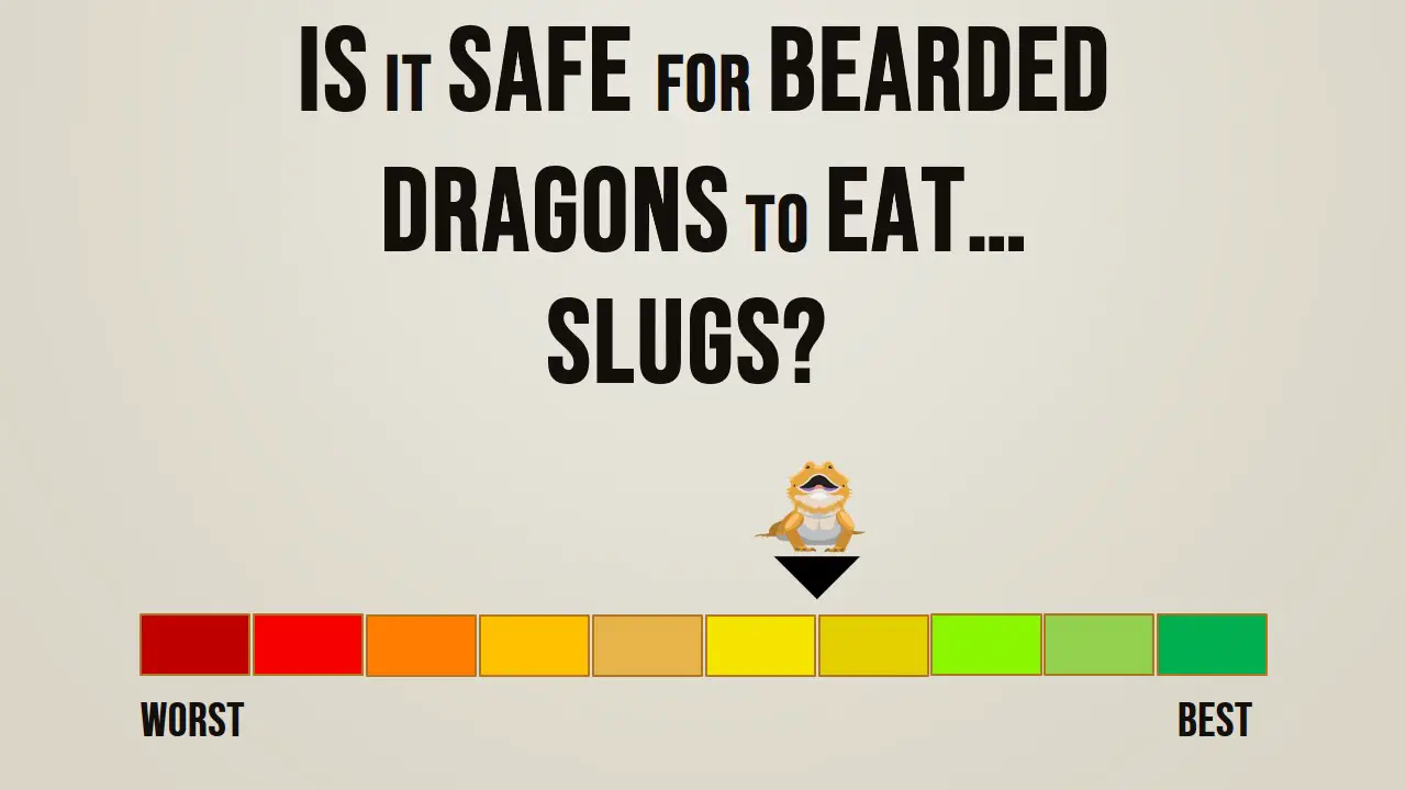 Is it safe for bearded dragons to eat slugs