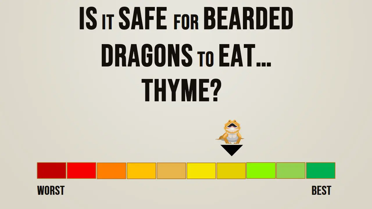 Is it safe for bearded dragons to eat thyme