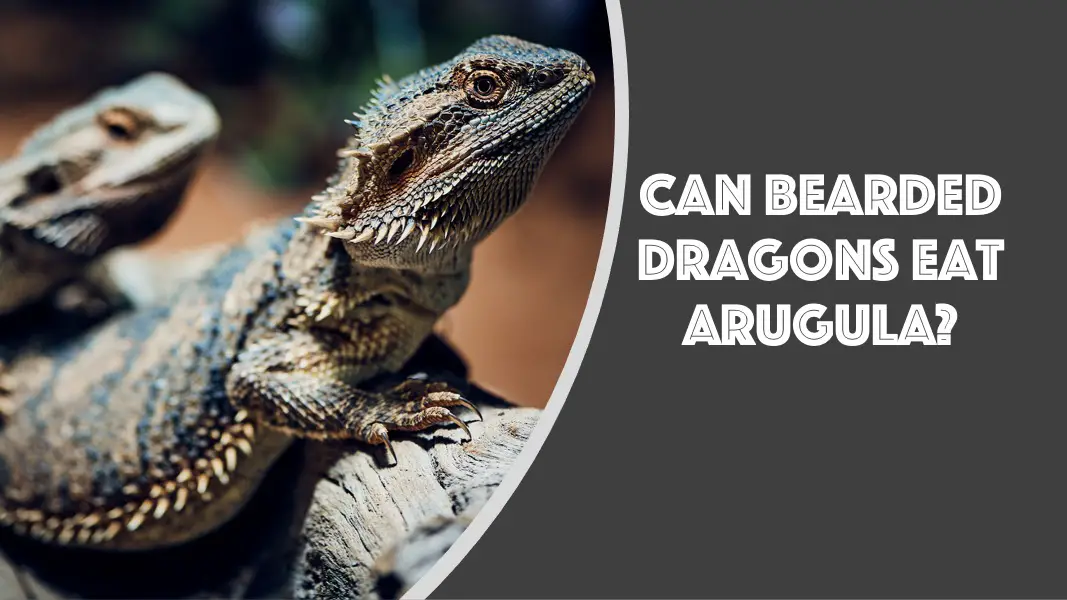 can bearded dragons eat arugula