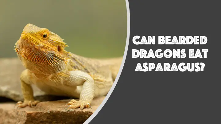 can bearded dragons eat asparagus
