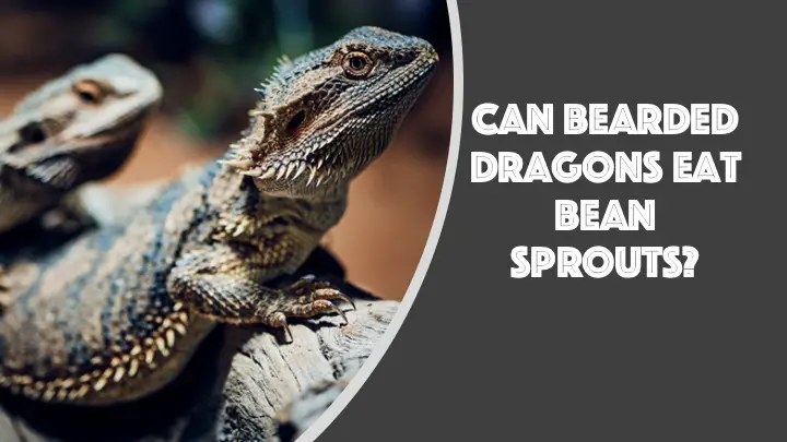can bearded dragons eat bean sprouts