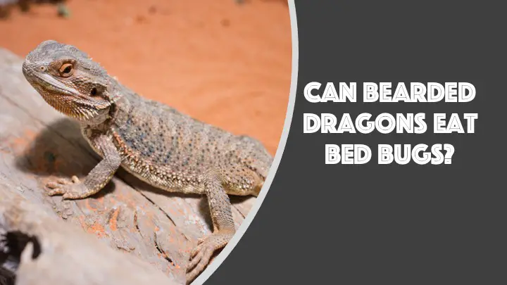 can bearded dragons eat bedbugs