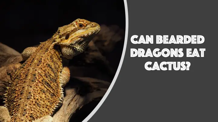 can bearded dragons eat cactus