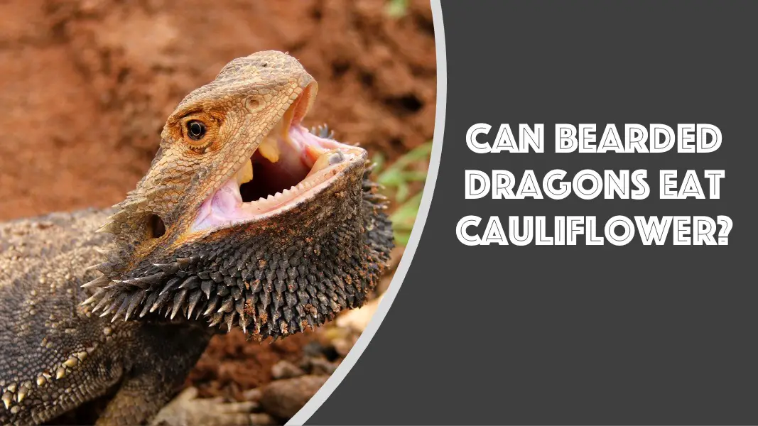 can bearded dragons eat cauliflower