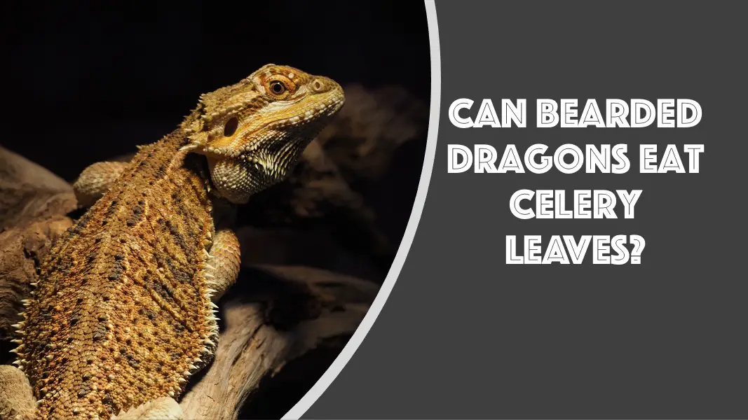 can bearded dragons eat celery leaves